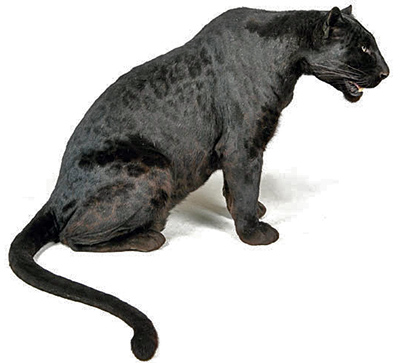 my alter-ego, the spotless leopard
